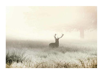 Poster Deer In Mist