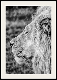 Black and white close-up of male lion's profile with clear mane-2