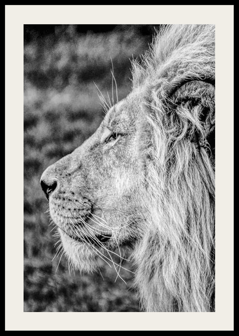 Black and white close-up of male lion's profile with clear mane-12