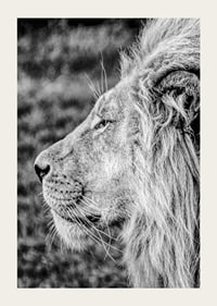 Black and white close-up of male lion's profile with clear mane-3