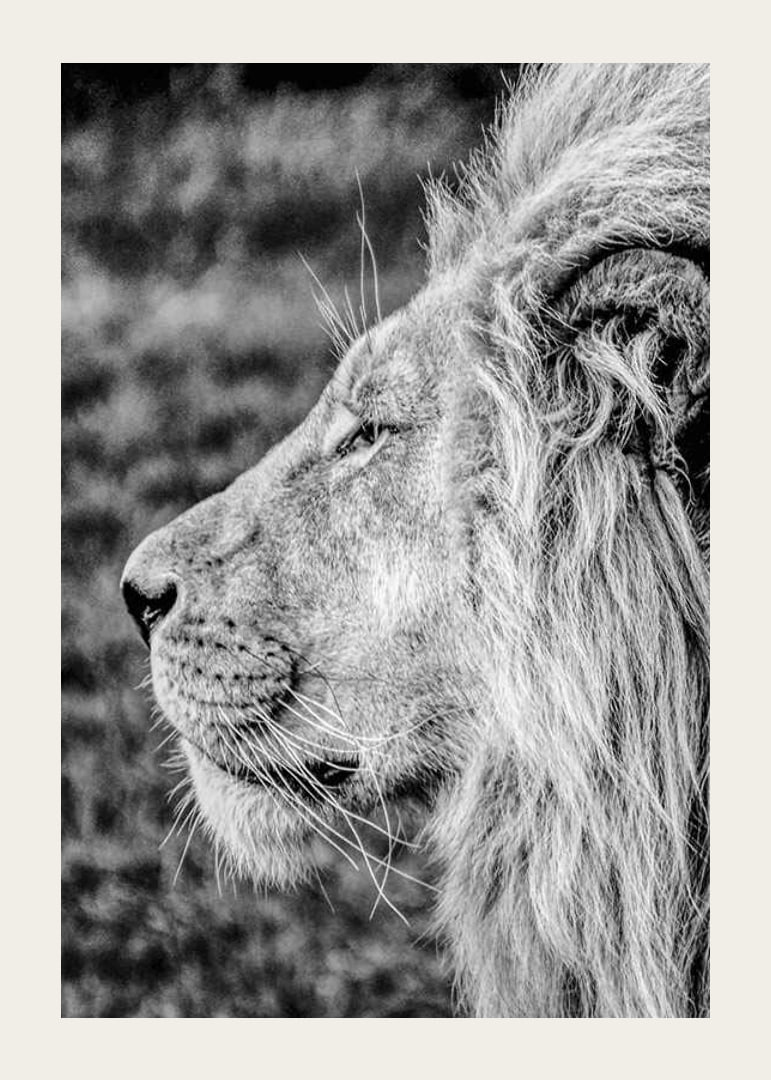 Black and white close-up of male lion's profile with clear mane-12