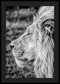 Black and white close-up of male lion's profile with clear mane-4