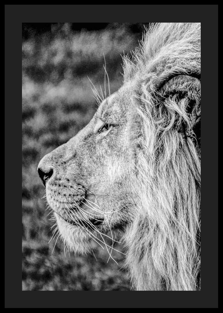 Black and white close-up of male lion's profile with clear mane-12