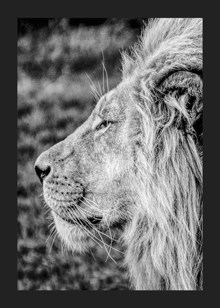Black and white close-up of male lion's profile with clear mane-12