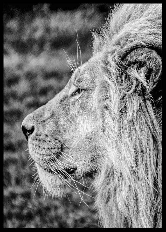Black and white close-up of male lion's profile with clear mane-12