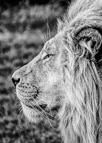 Black and white close-up of male lion's profile with clear mane-7