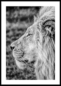 Black and white close-up of male lion's profile with clear mane-0