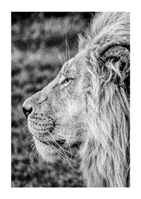 Black and white close-up of male lion's profile with clear mane-1