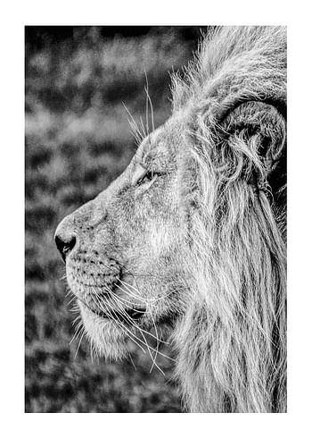 Poster Male Lion Profile