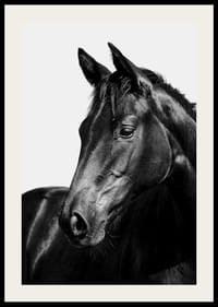 Black and white close-up of black horse against light background-2
