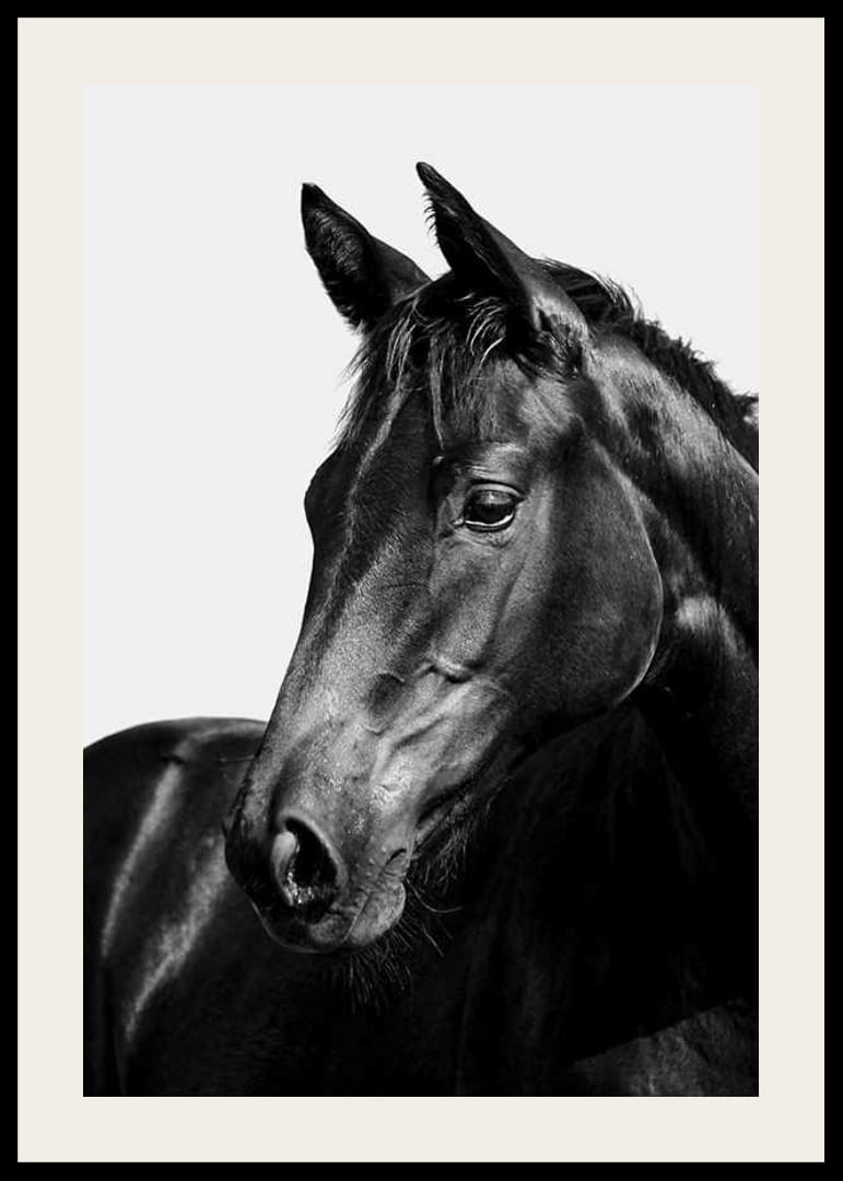 Black and white close-up of black horse against light background-12