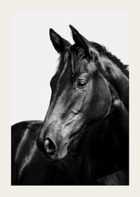 Black and white close-up of black horse against light background-3