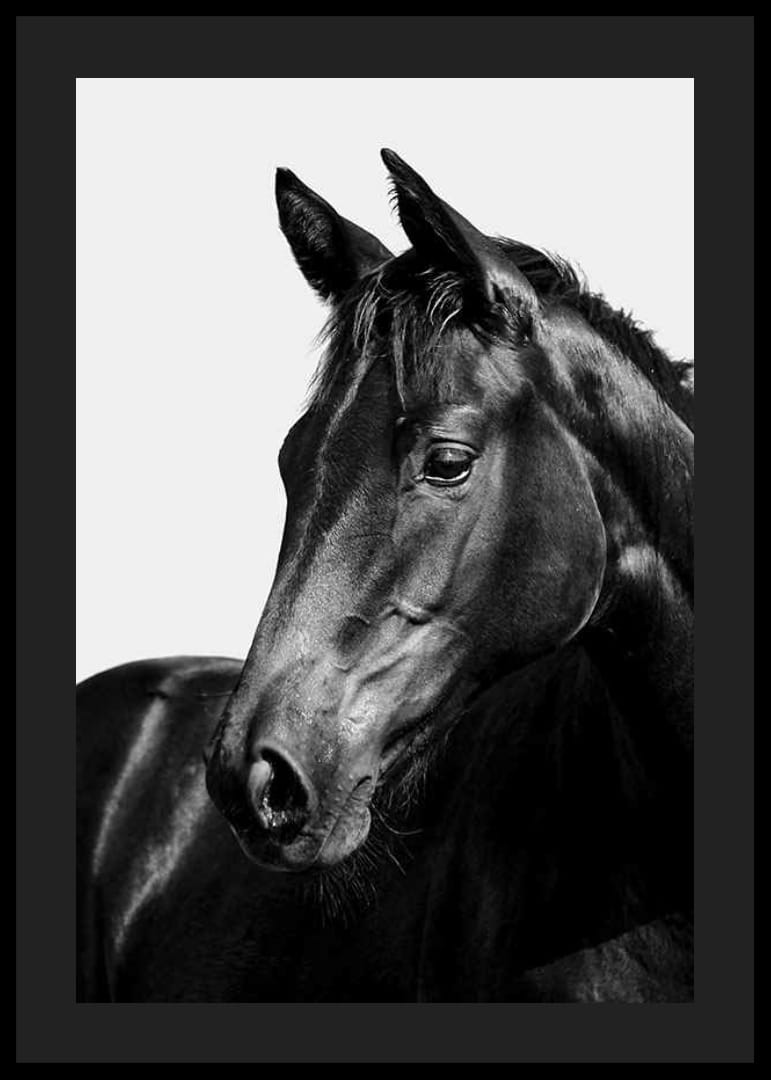 Black and white close-up of black horse against light background-12