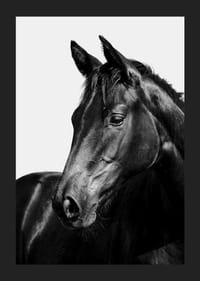 Black and white close-up of black horse against light background-5