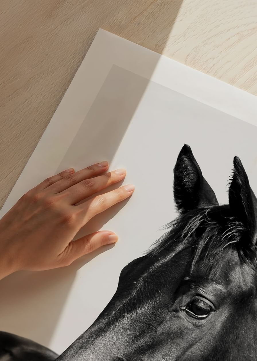 Black Horse-12
