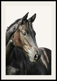 Close-up of brown horse against light solid color background-2