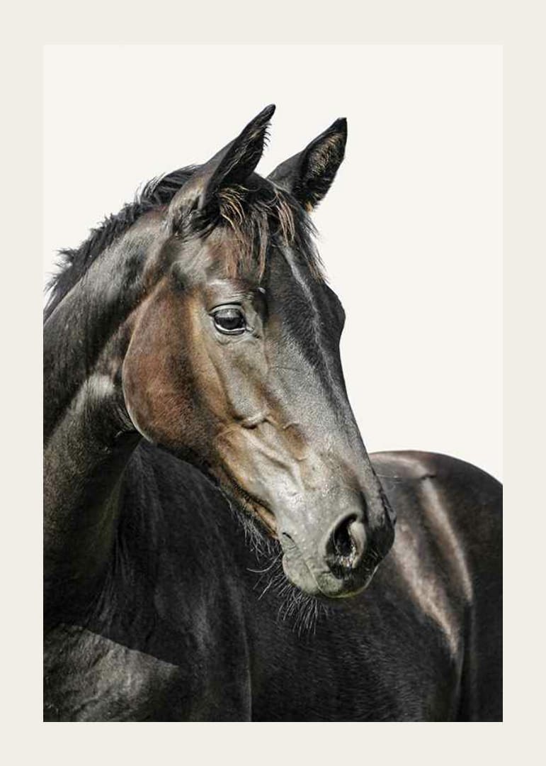 Barna ló közeli képe világos, egyszínű háttér előtt-12