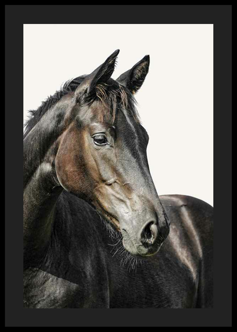 Close-up of brown horse against light solid color background-12