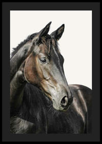 Barna ló közeli képe világos, egyszínű háttér előtt-4