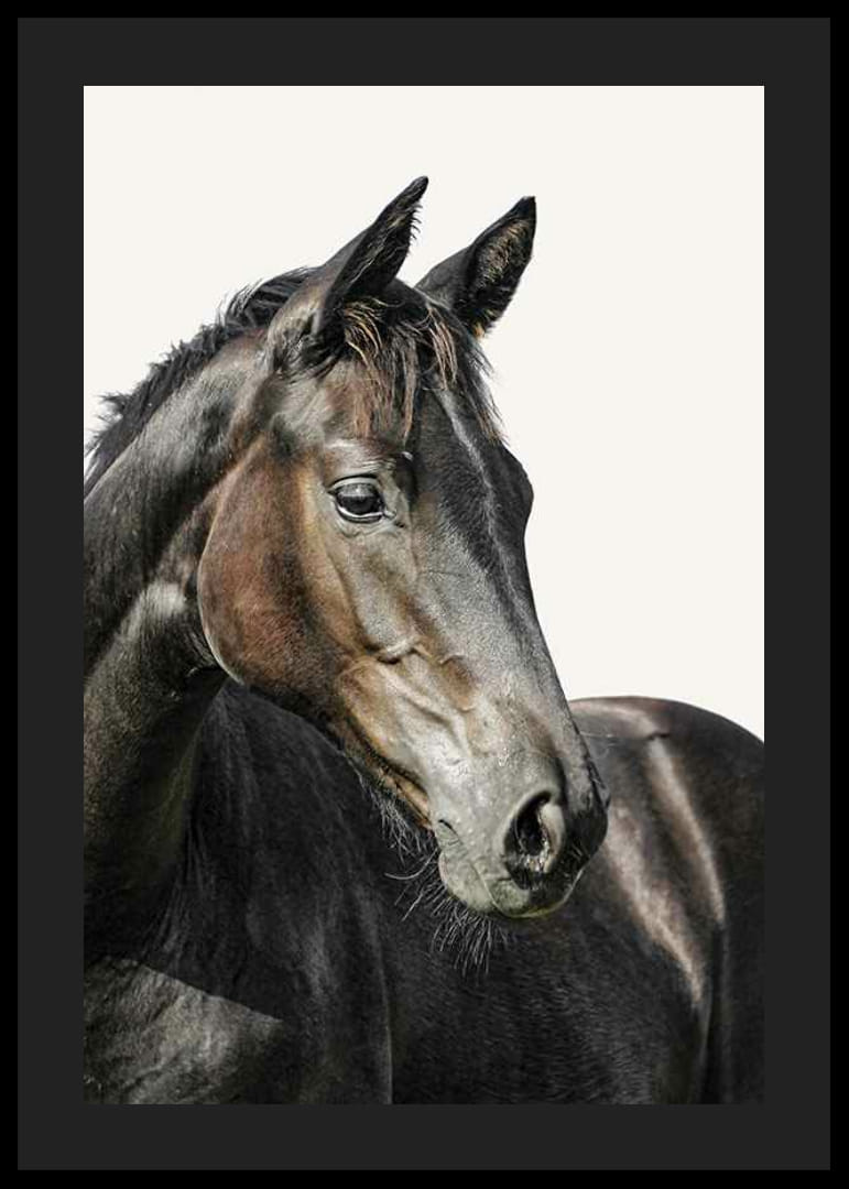 Barna ló közeli képe világos, egyszínű háttér előtt-12