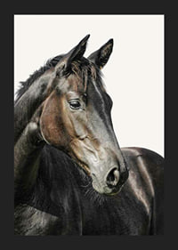 Close-up of brown horse against light solid color background-5