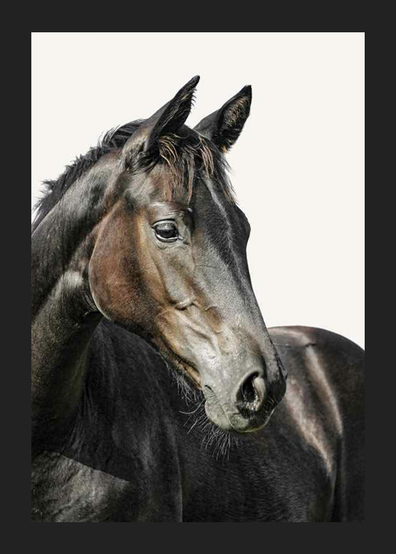 Close-up of brown horse against light solid color background-12