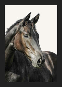 Barna ló közeli képe világos, egyszínű háttér előtt-5