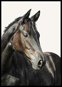 Close-up of brown horse against light solid color background-6