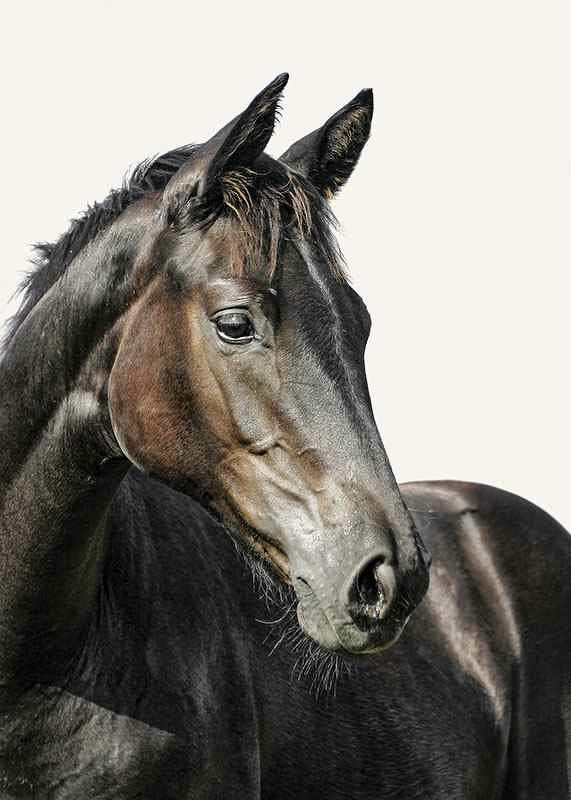 Close-up of brown horse against light solid color background-12