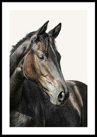 Close-up of brown horse against light solid color background-0