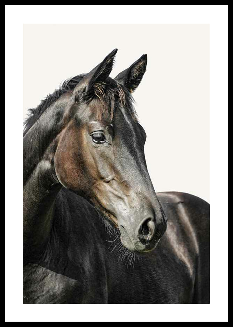 Close-up of brown horse against light solid color background-12