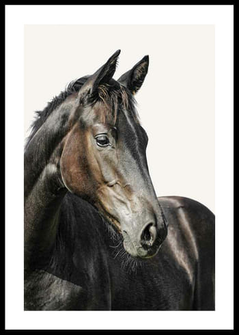Poster Brown Horse