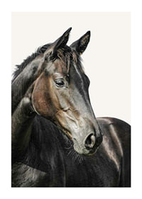 Close-up of brown horse against light solid color background-1