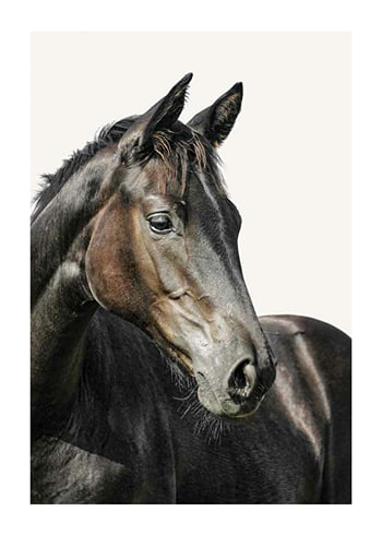 Poster Brown Horse