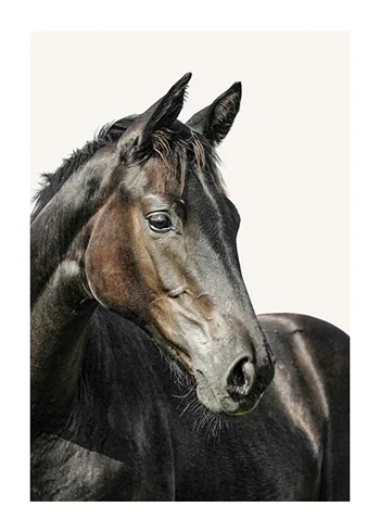 Poster Brown Horse