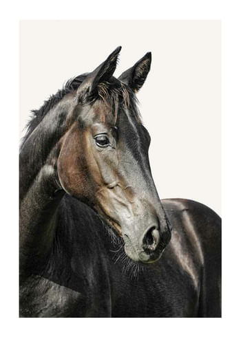 Poszter Brown Horse