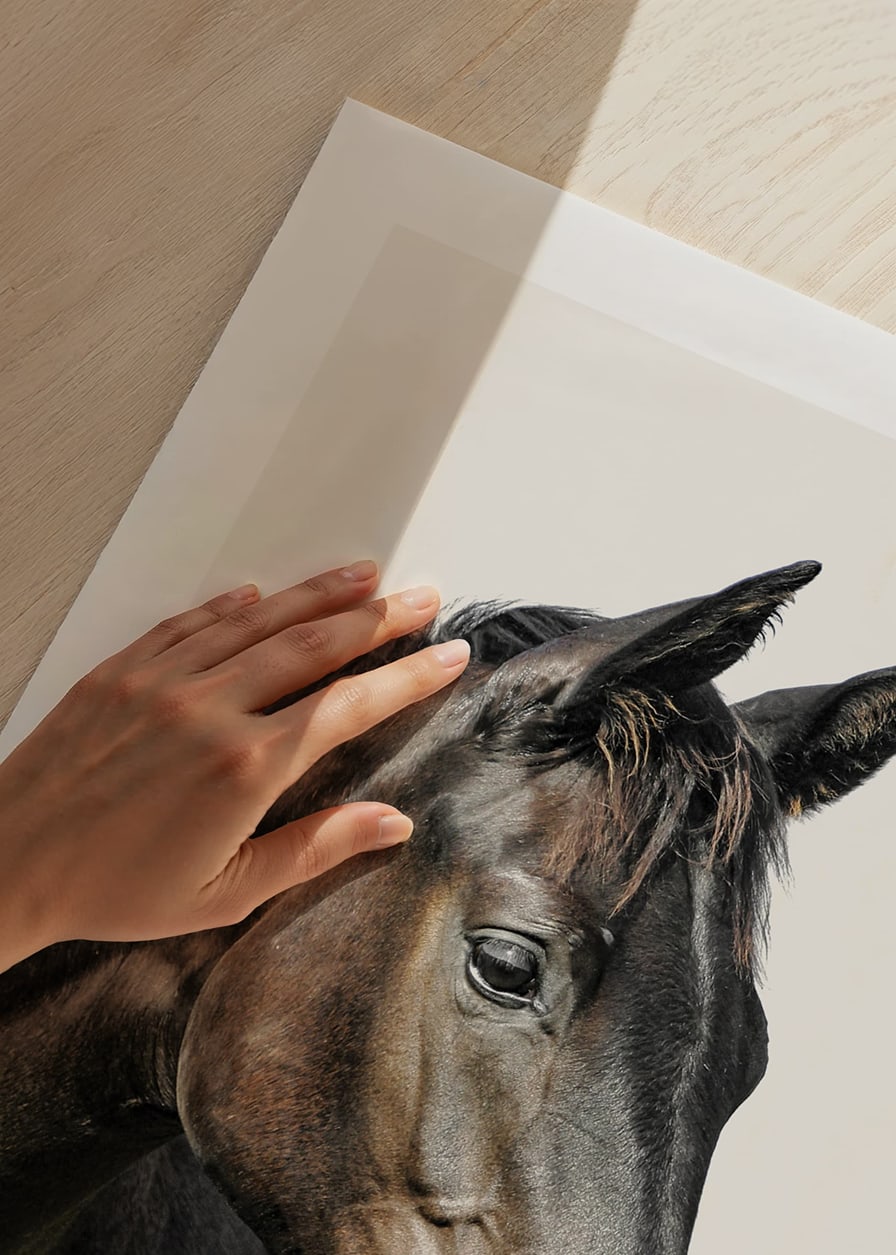 Close-up of brown horse against light solid color background-12