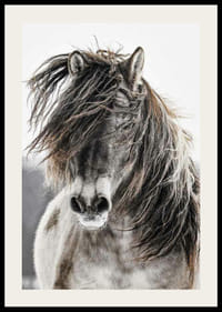 Savvaļas zirga tuvplāns ar garām krēpēm uz gaiša fona-2