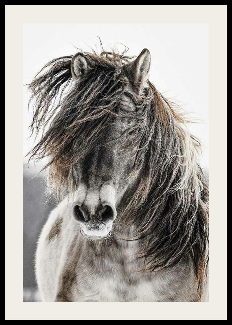 Savvaļas zirga tuvplāns ar garām krēpēm uz gaiša fona-12