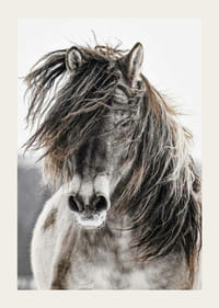 Savvaļas zirga tuvplāns ar garām krēpēm uz gaiša fona-3