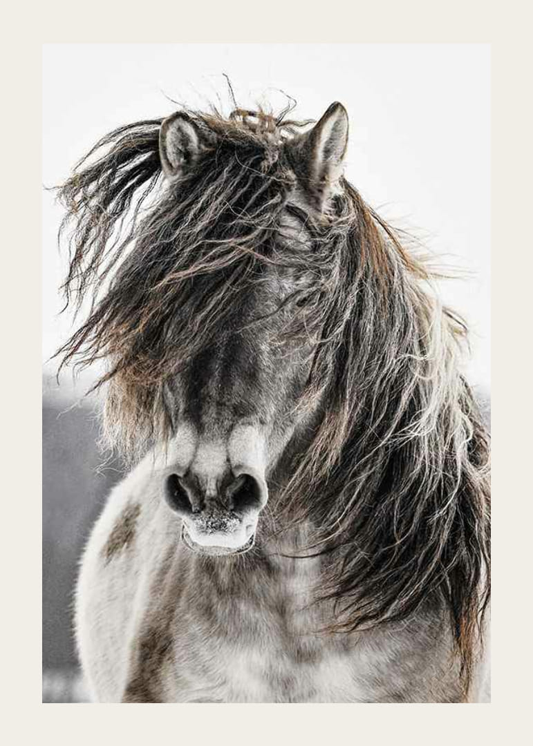 Savvaļas zirga tuvplāns ar garām krēpēm uz gaiša fona-12