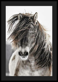 Savvaļas zirga tuvplāns ar garām krēpēm uz gaiša fona-4