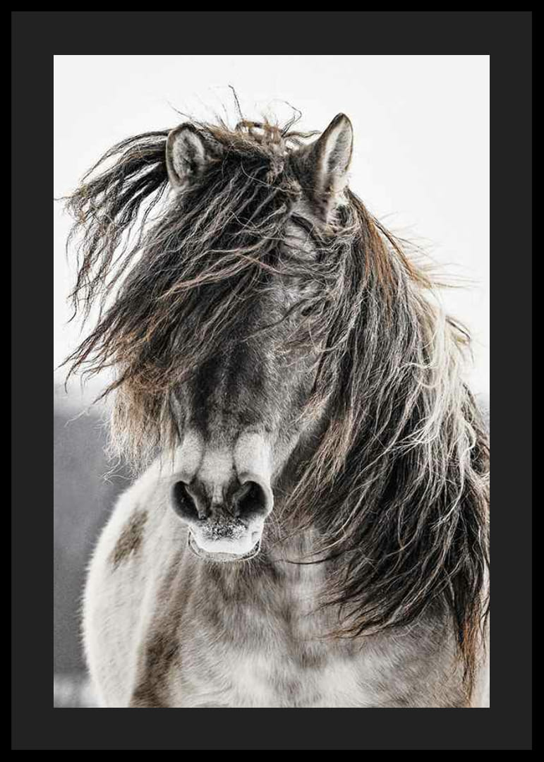 Savvaļas zirga tuvplāns ar garām krēpēm uz gaiša fona-12