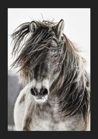 Savvaļas zirga tuvplāns ar garām krēpēm uz gaiša fona-5