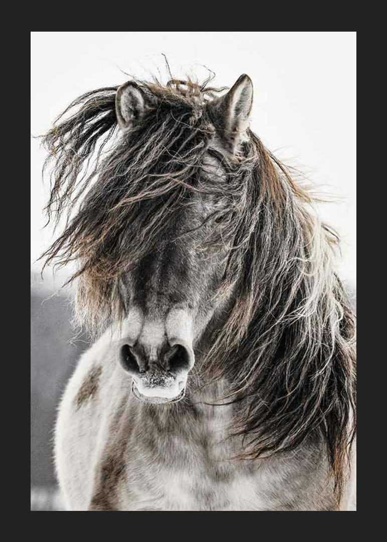 Savvaļas zirga tuvplāns ar garām krēpēm uz gaiša fona-12