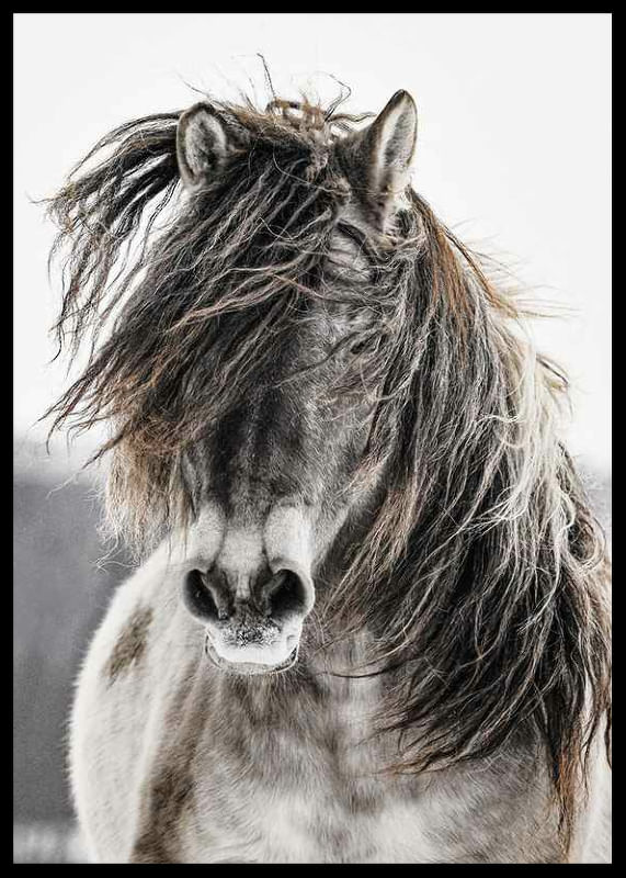 Wild Horse-12