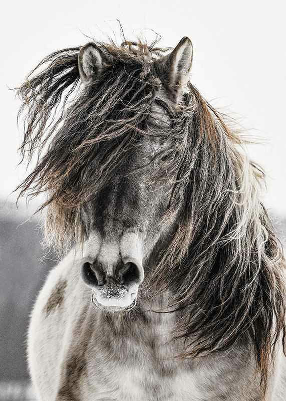 Wild Horse-12