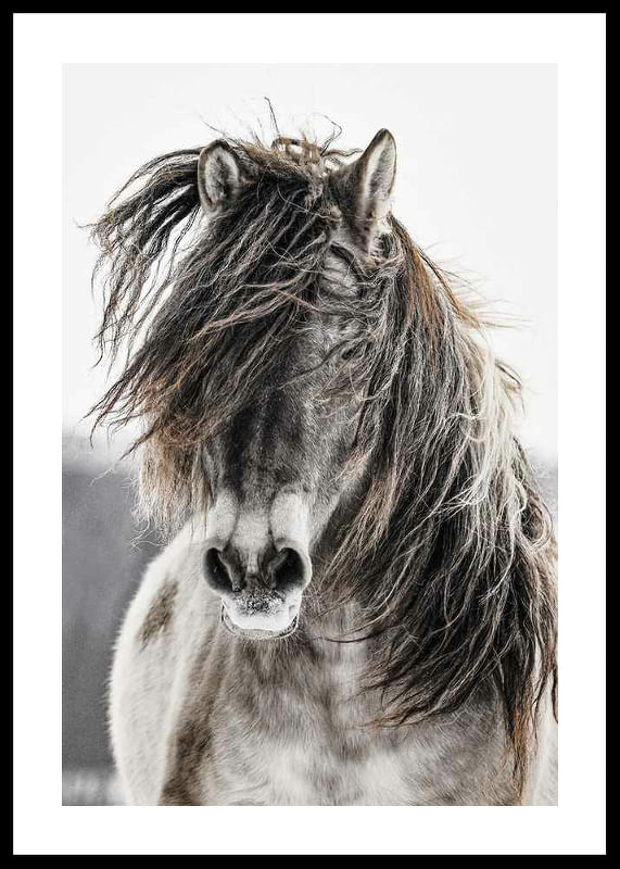 Wild Horse-12
