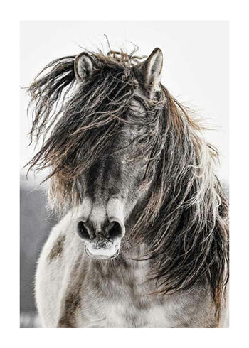 Poster Wild Horse