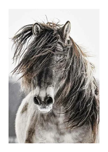 Poster Wild Horse